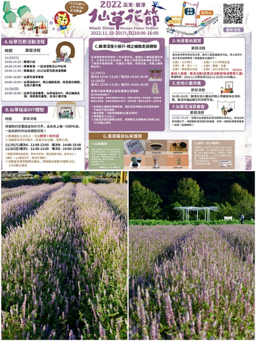 2022獅潭仙草花節 浪漫仙草花海本周六、日「紫爆」登場