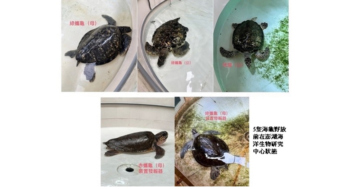 大義宮5隻海龜今日全數順利野放