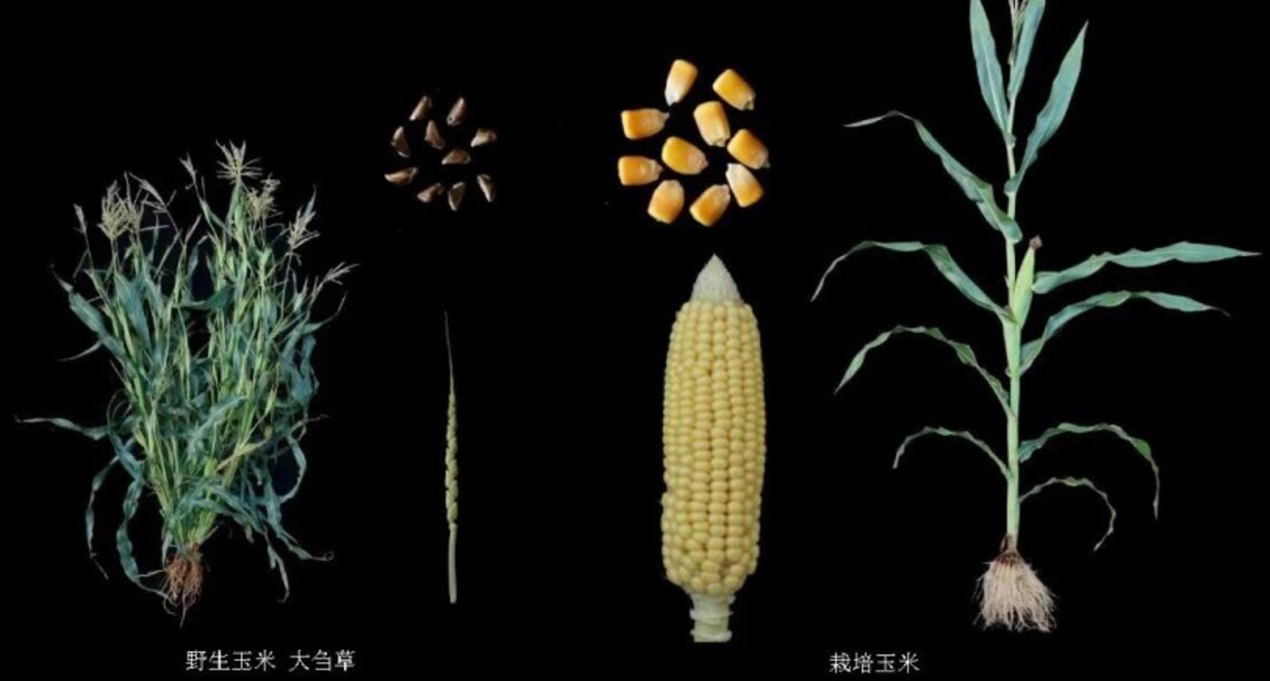 中國科學家成功複製野生玉米高蛋白基因 今在國際學術期刊發表