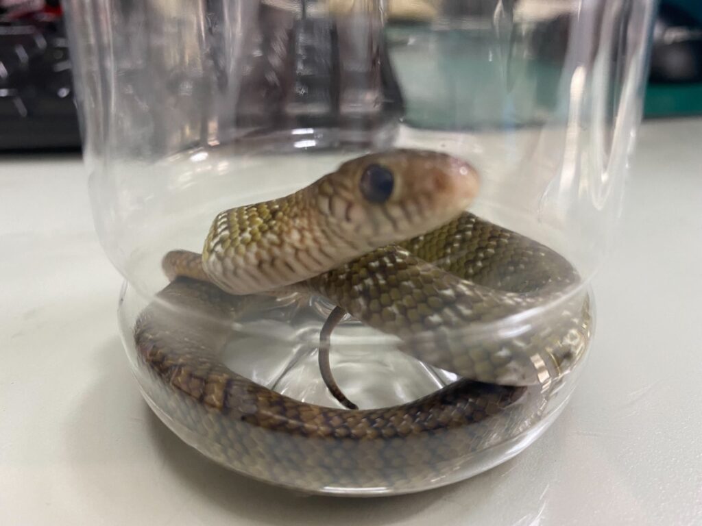 闖入機車龍頭「小龍」獨照！