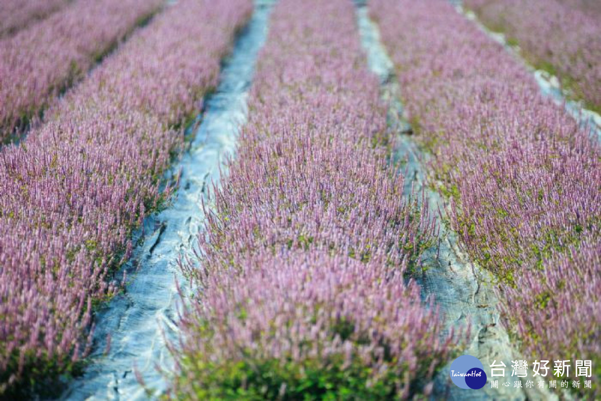 桃園仙草花節11/27盛大登場。<br /><br />
