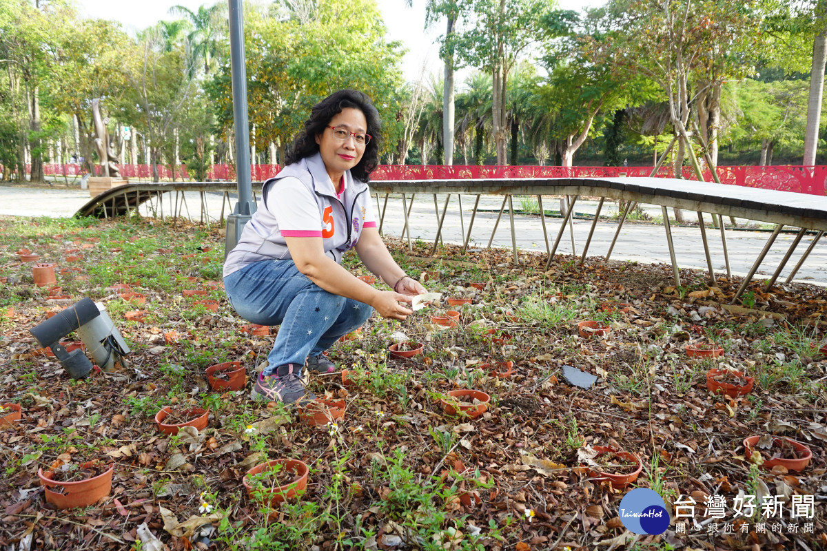 花博花舞館園區花圃植栽枯亡,剩下空盆獨撐大局。