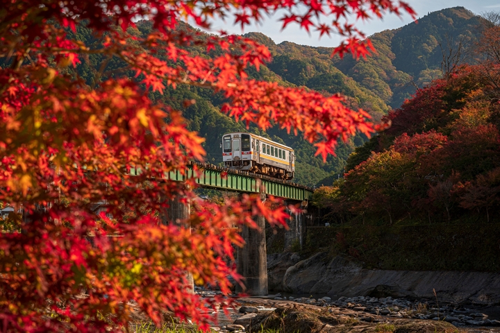 JR名松線常態以1輛車廂運行,宛如獨占沿線紅葉楓光。 圖:三重フォトギャラリー/來源