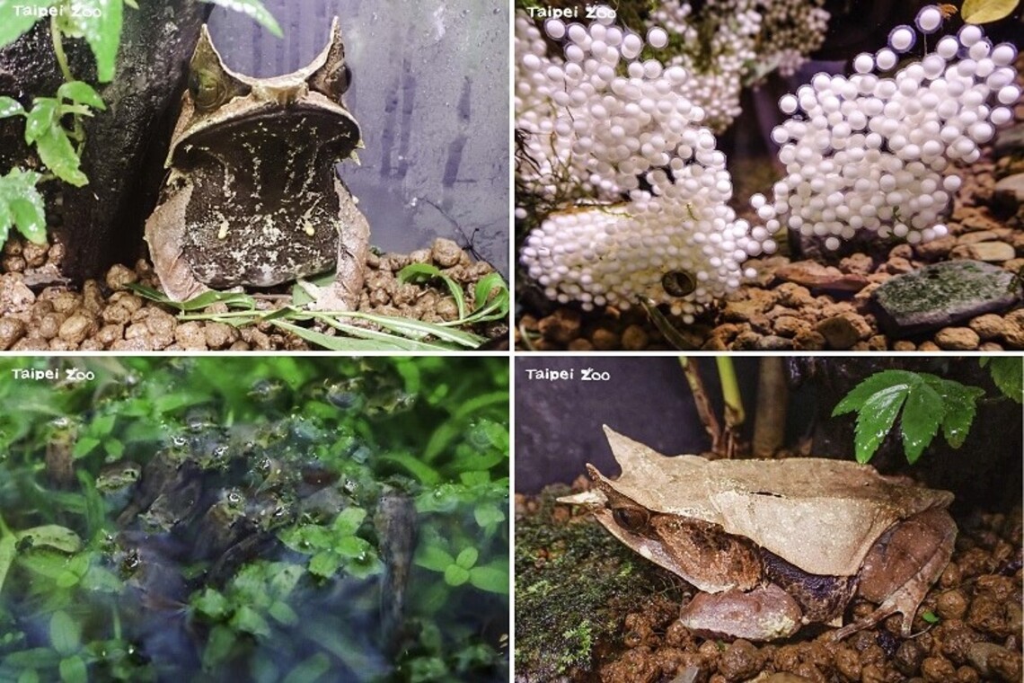 來自雨林落葉堆中的大胃王    三角枯葉蛙成功下蛋