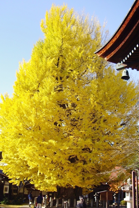 岐阜飛驒國分寺千年銀杏巨木登場 十層樓金黃絕景