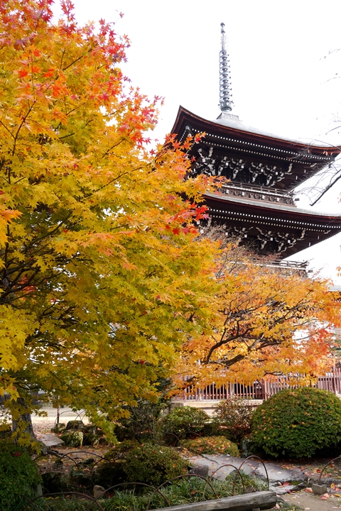 岐阜飛驒國分寺千年銀杏巨木登場 十層樓金黃絕景