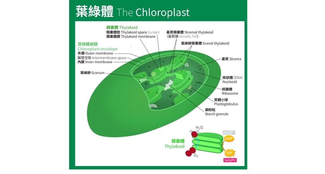 中國科學家破解葉綠體蛋白轉運之謎