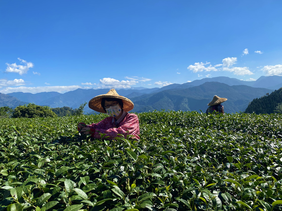 你喝過茶 但看過茶樹嗎  從茶體驗走入嘉義高山茶都