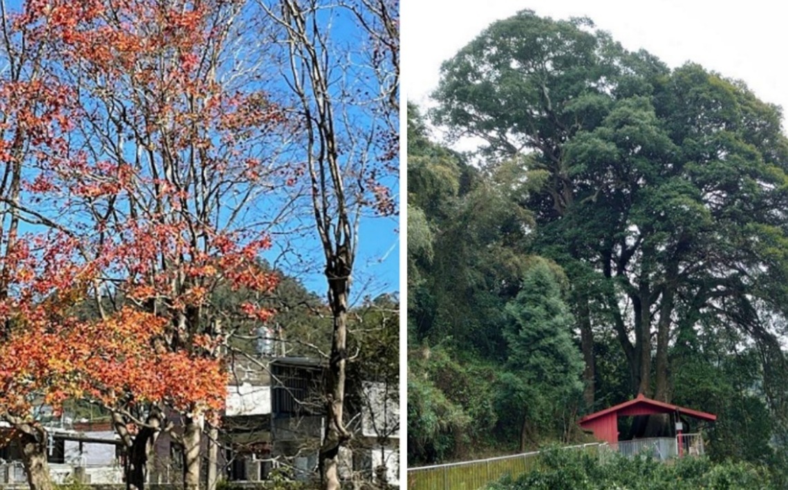 竹縣新公告15棵受保護樹木 錦山國小11株老槭樹由吳濁流親手種植