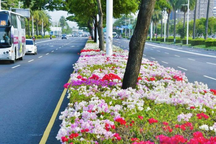 九重葛綻放成迎賓大道 高雄最美景點地圖