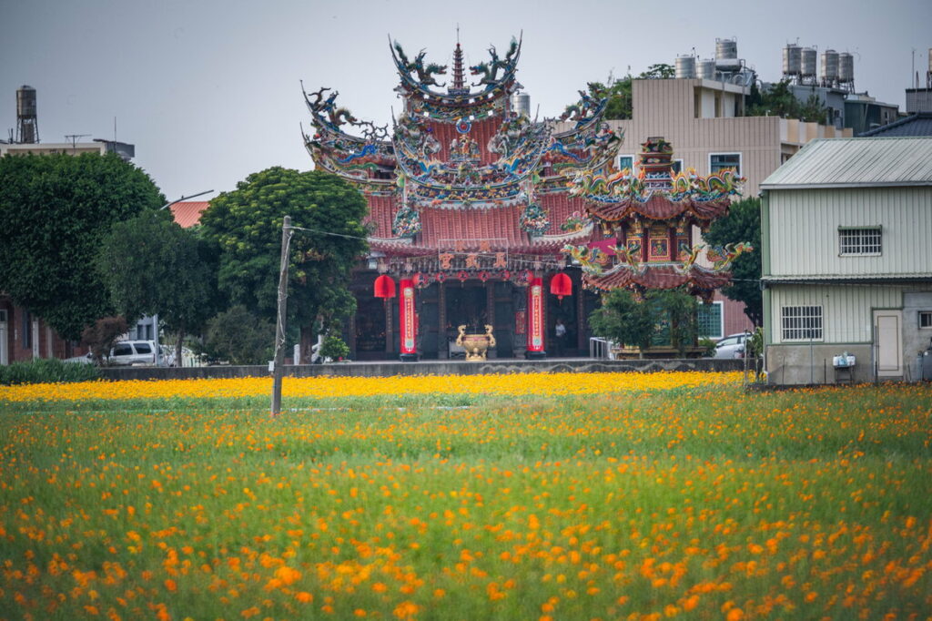 玉山路底花海盛開模樣