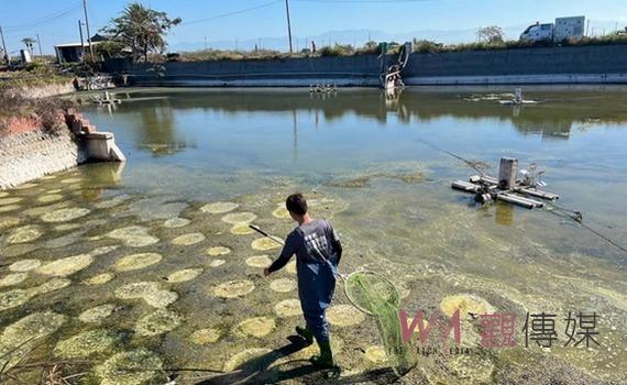 嘉義縣強化動物緊急救援 動保員聞聲救起掉落魚塭幼犬