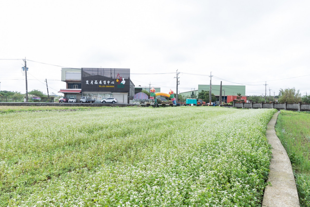 大賀良質米農場對面的蕎麥花海是大園的冬季美景。