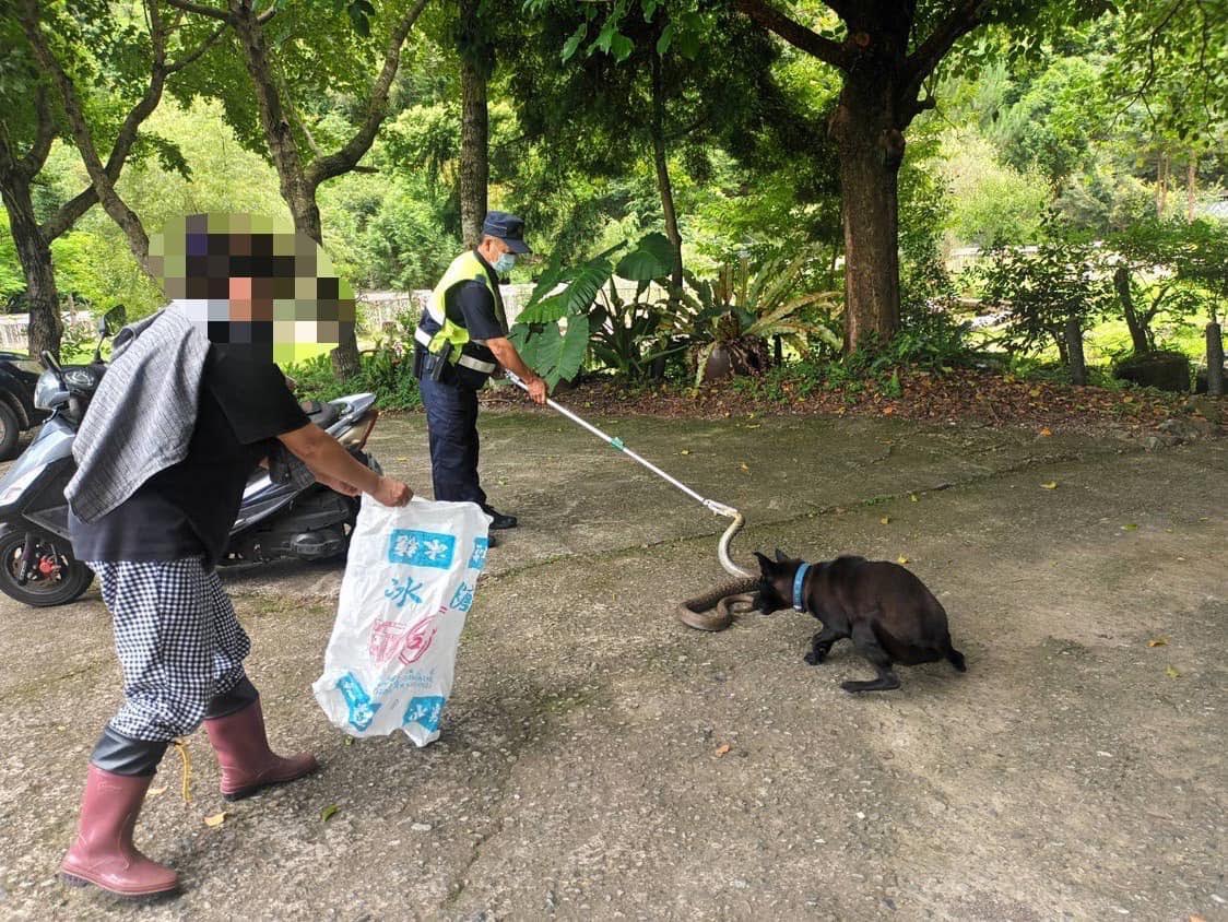 ▲梅園派出所長協助民眾捕蛇,再野放至深山求生 (圖/苗栗縣警察局 提供)