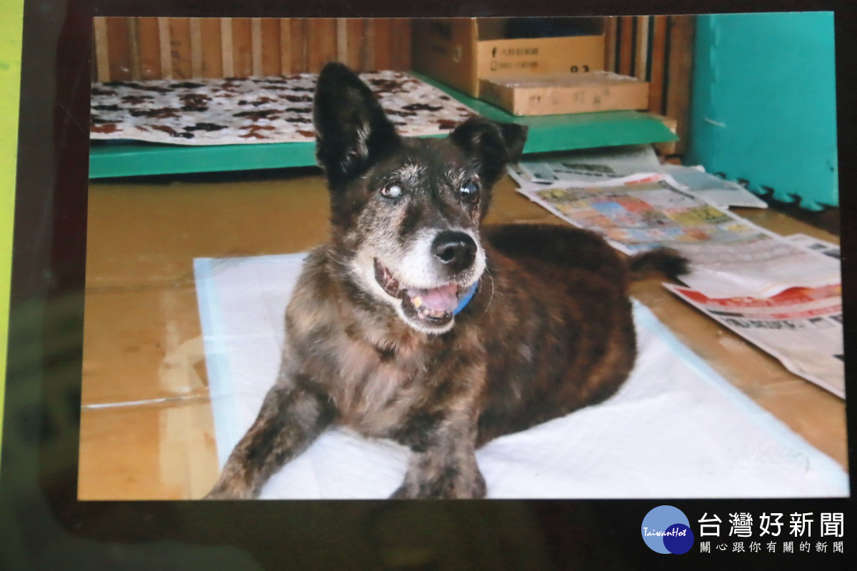 小琥是南投縣警局的忠犬。（記者扶小萍翻攝）