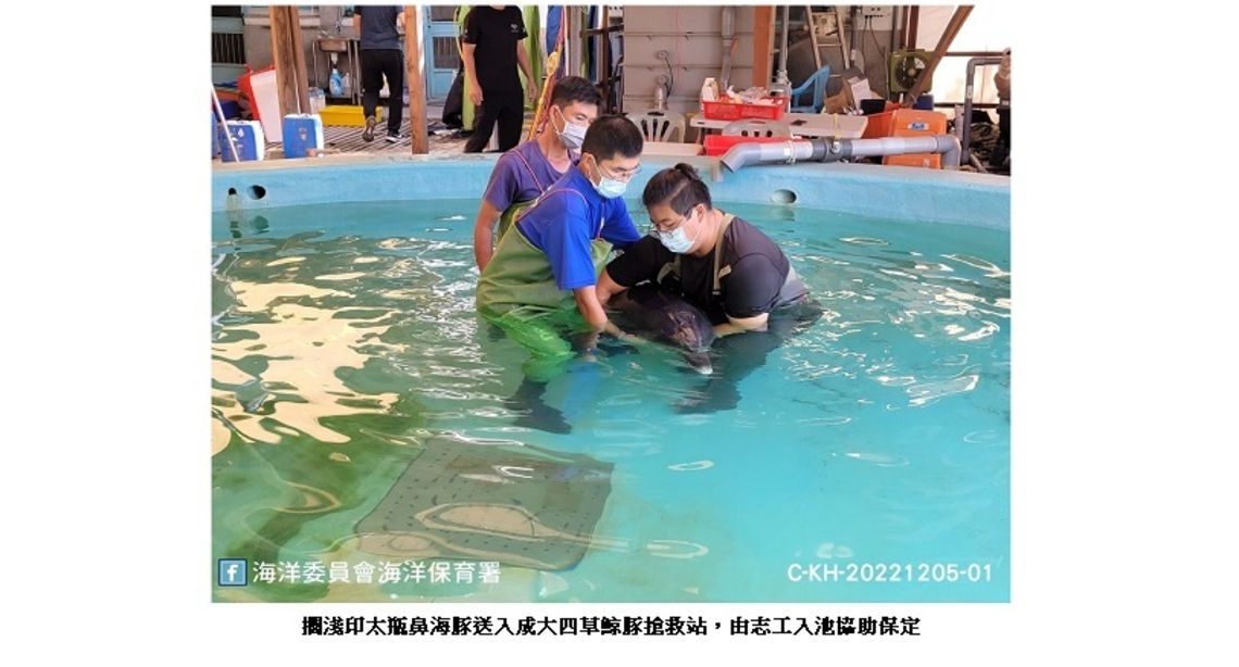 擱淺高雄林園印太瓶鼻海豚 送成大鯨豚搶救站照護