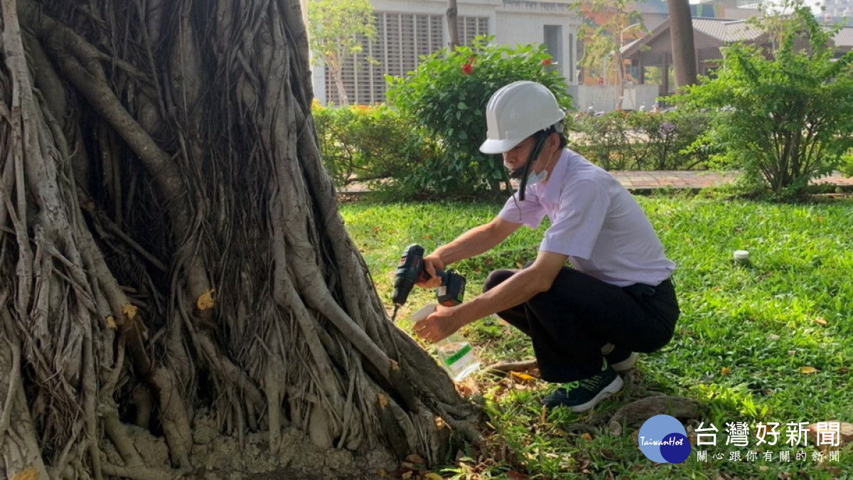 ▲老榕樹療程分三次藥劑注射，榕樹的病情目前已獲得控制。（圖／記者 許高祥 攝）