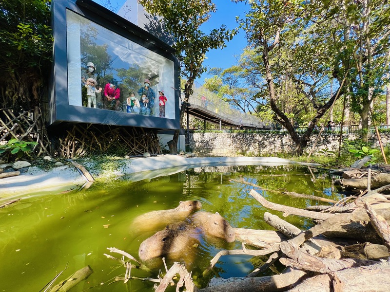 漾新聞|頑皮世界野生動物園交流五隻萌度爆表的水豚君 壽山動物園試營運添嬌客