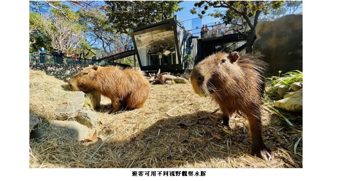 壽山動物園即將試營運 12/14上午10時開放門票預購 趕緊手刀購票入園 來看水豚君、迷你驢和更多萌朋友