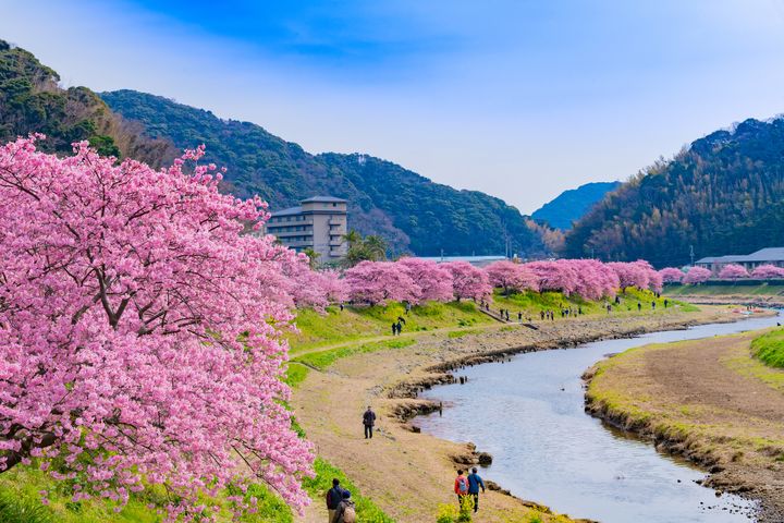 2023全球賞花計畫啟動 來一趟夢幻花海假期