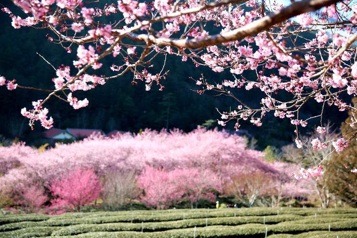 2023全球賞花計畫啟動 來一趟夢幻花海假期