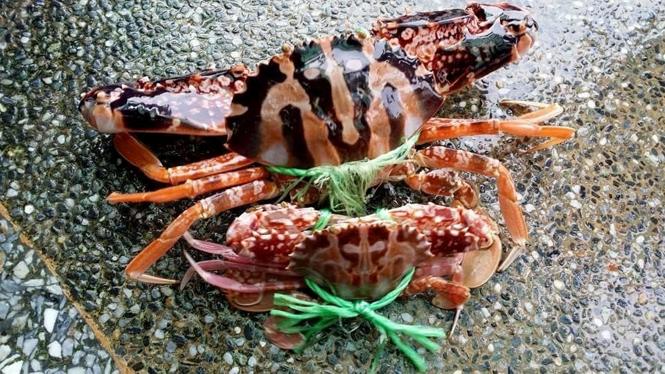 魚村活海鮮超過40年的海產店,料好實在吸引老饕一再回訪。(圖/魚村活海鮮)