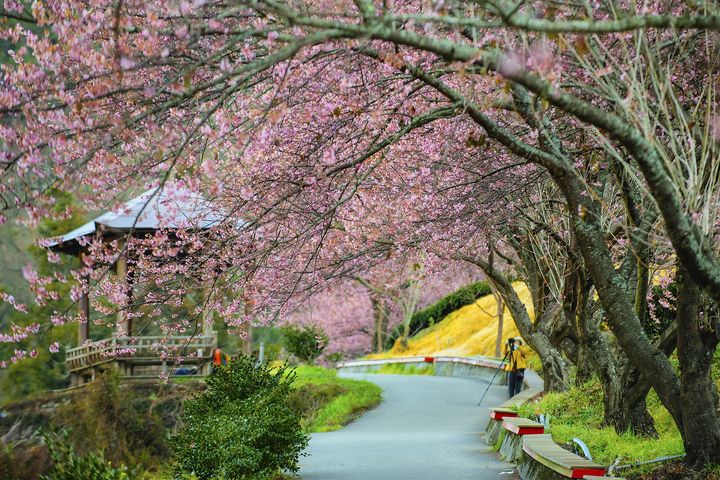 初春嬉遊好粉嫩 2023花現全台魅力賞櫻景點