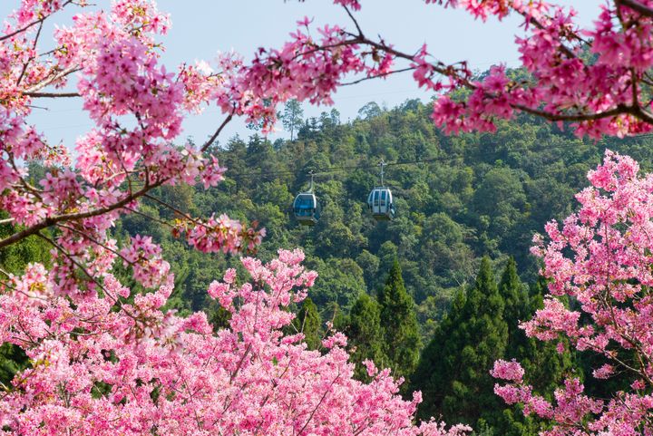 初春嬉遊好粉嫩 2023花現全台魅力賞櫻景點