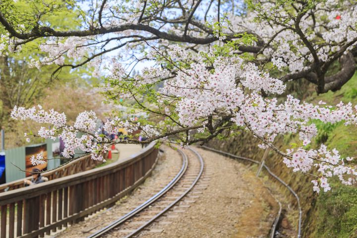 初春嬉遊好粉嫩 2023花現全台魅力賞櫻景點