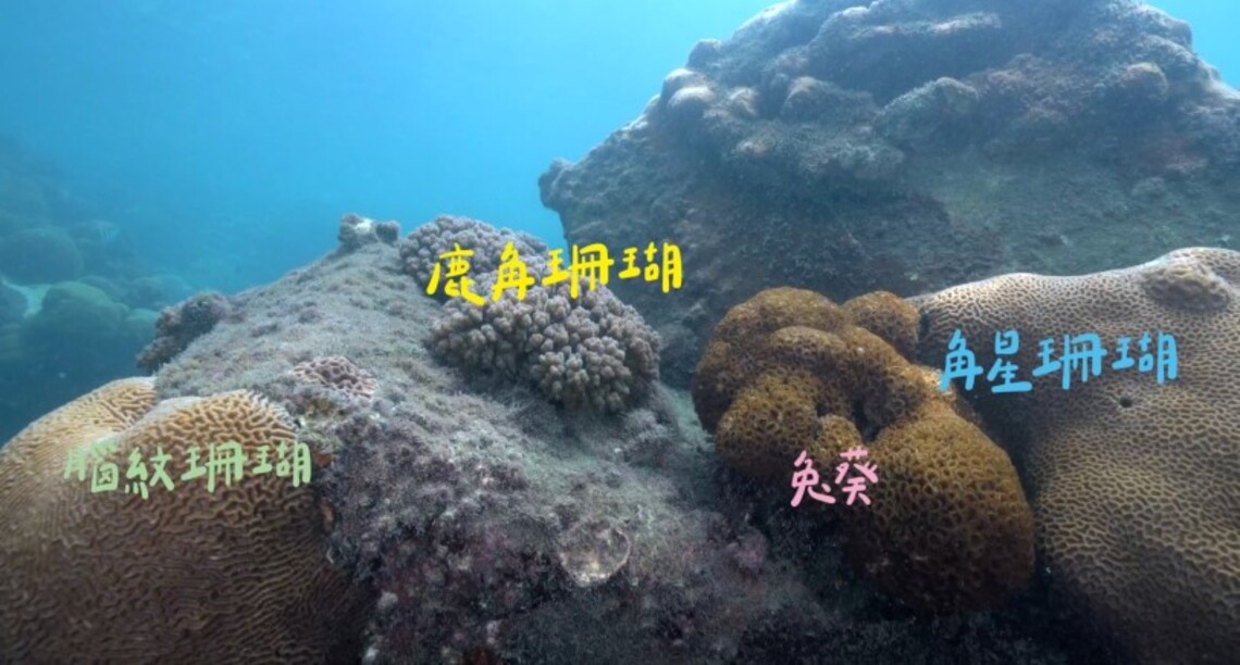 中油發布永安天然氣接收站海底影片   珊瑚達130種  生態成果媲美保護區