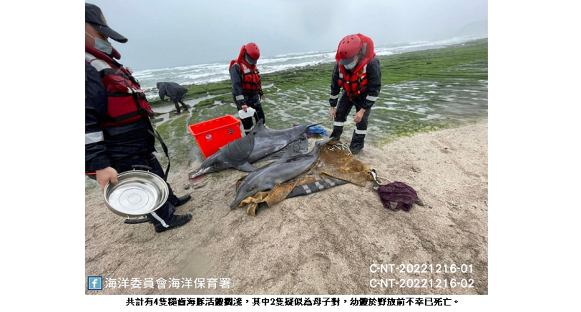 糙齒海豚集體擱淺新北老梅沙灘 多數順利搶救回到大海