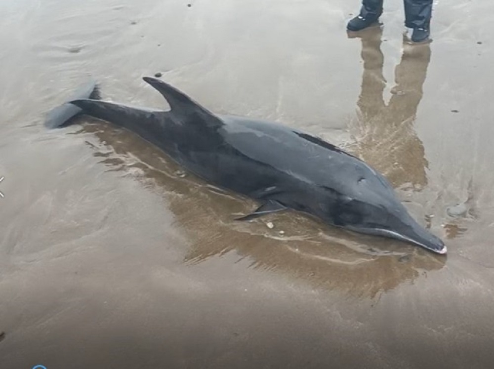 4糙齒海豚擱淺新北老梅沙灘 3海豚獲救回到大海 102 messageImage 1671180857199 1