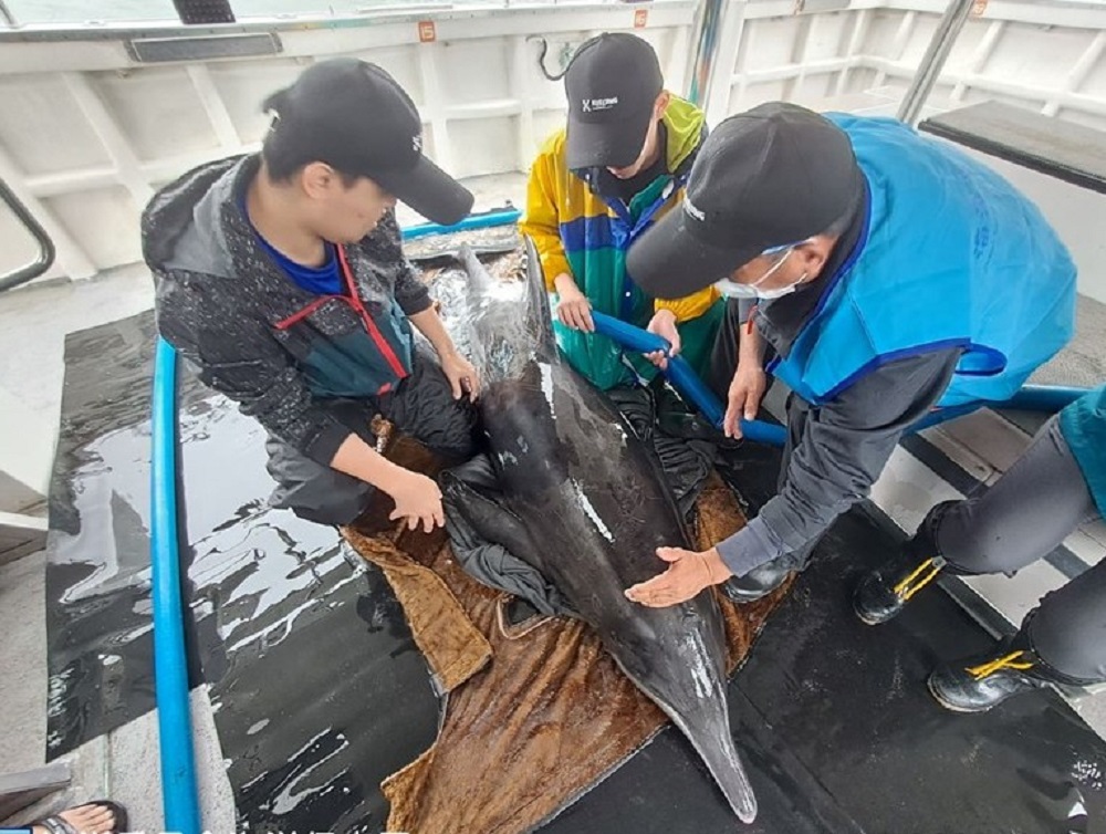 4糙齒海豚擱淺新北老梅沙灘 3海豚獲救回到大海 103 messageImage 1671180852987