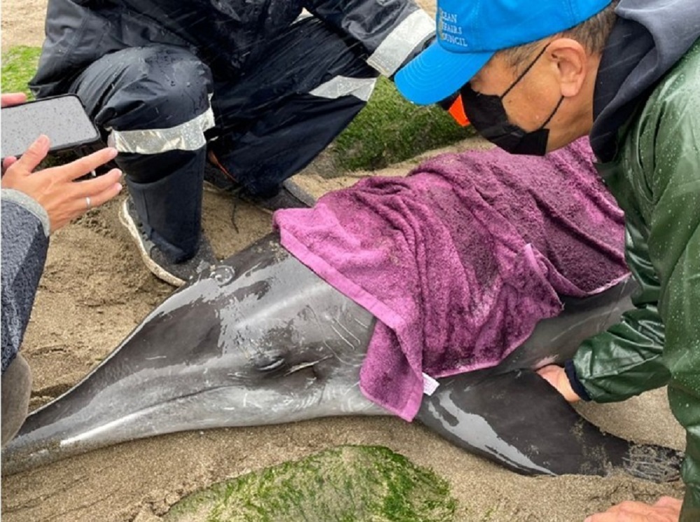 4糙齒海豚擱淺新北老梅沙灘 3海豚獲救回到大海 104 messageImage 1671180835956