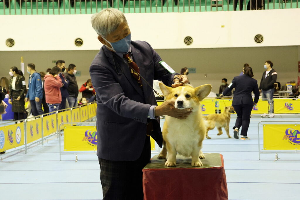 狗狗同場競賽 (