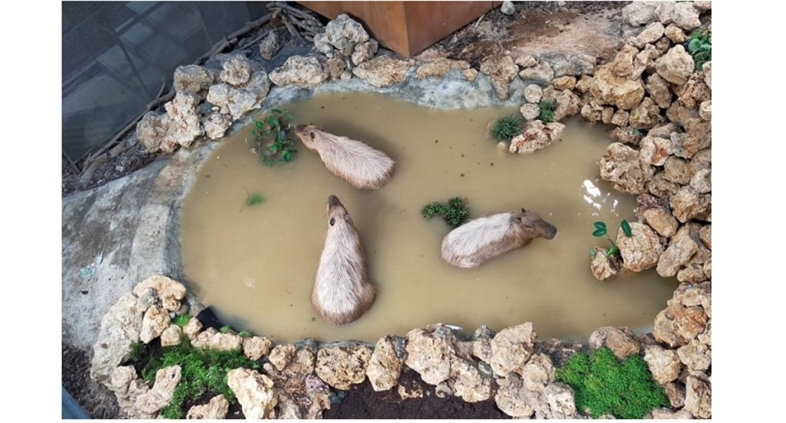 壽山動物園友善動物區動物內舍大升級 山屋為動物開了窗 引光入室 改善百分之六十五的通風