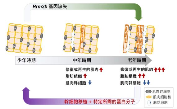 北醫大發現肌肉調控及再生的關鍵基因 有助改善老年肌少症問題