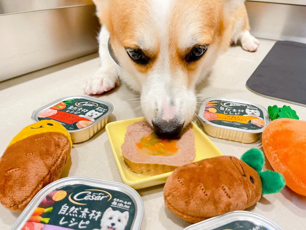 感謝當熊熊胖胖遇上團團圓圓提供汪汪萌照