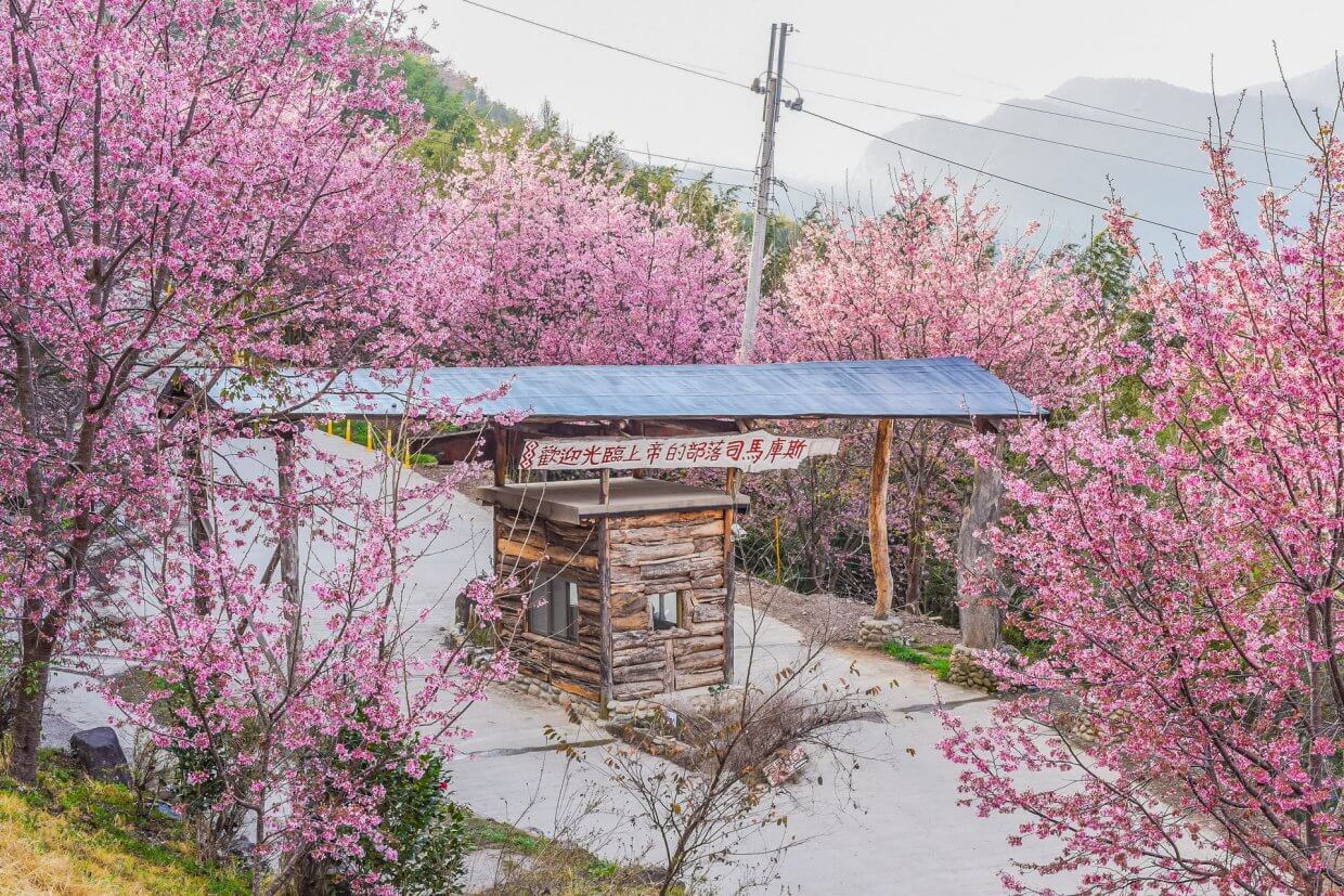 Beautiful,Sakura,Blooming,At,The,Entrance,Of,Smangus,Tribe,(with