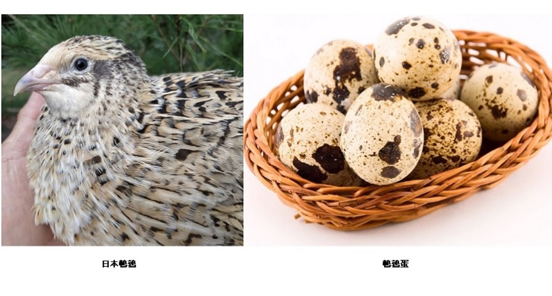 夜市「烤鳥蛋」解密正名 鵪鶉納入家禽元年 產業振興蓄勢待發