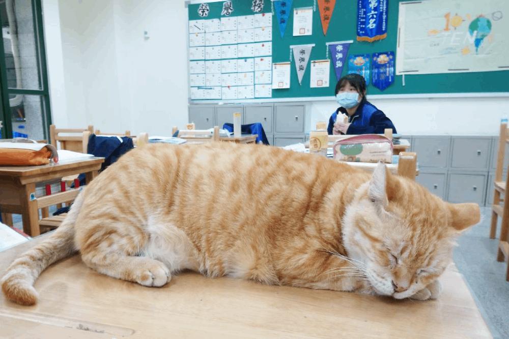 校貓