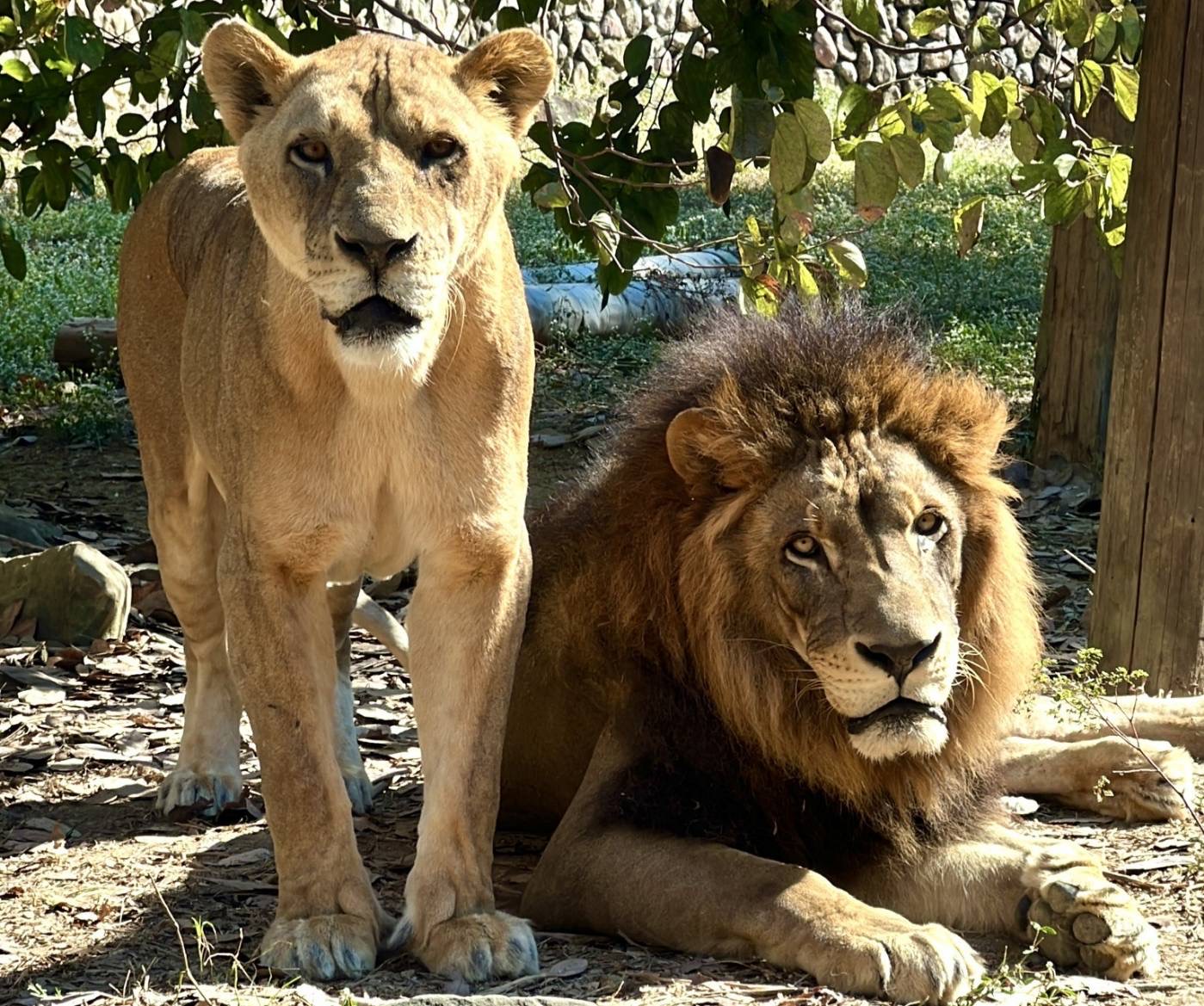 壽山動物園像動物養老院? 高市府:動物園同時肩負生命教育意義
