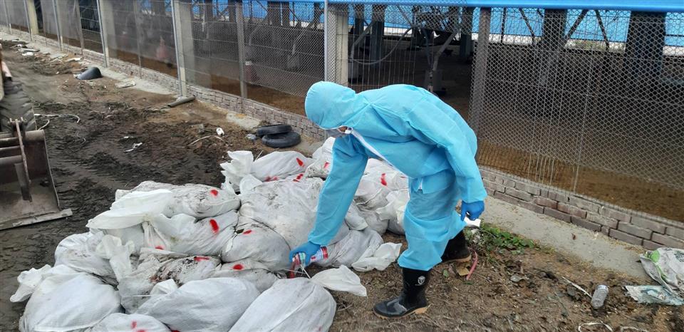 彰化縣5禽場爆發H5N1禽流感 22日完成撲殺清場消毒工作