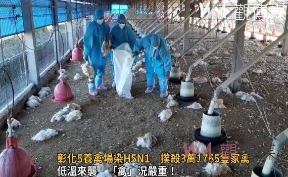 影/家禽「感冒」!彰化5養禽場染H5N1 撲殺3萬1765隻家禽