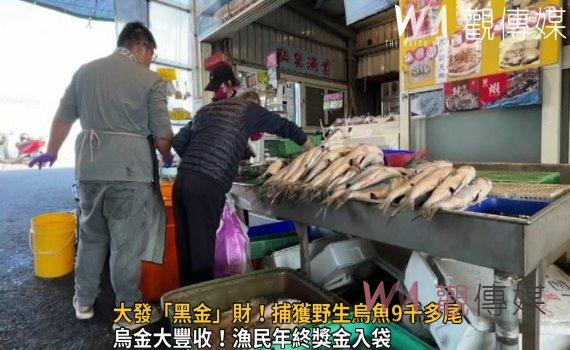 影/大發「黑金」財!捕獲野生烏魚9千多尾獲利400萬