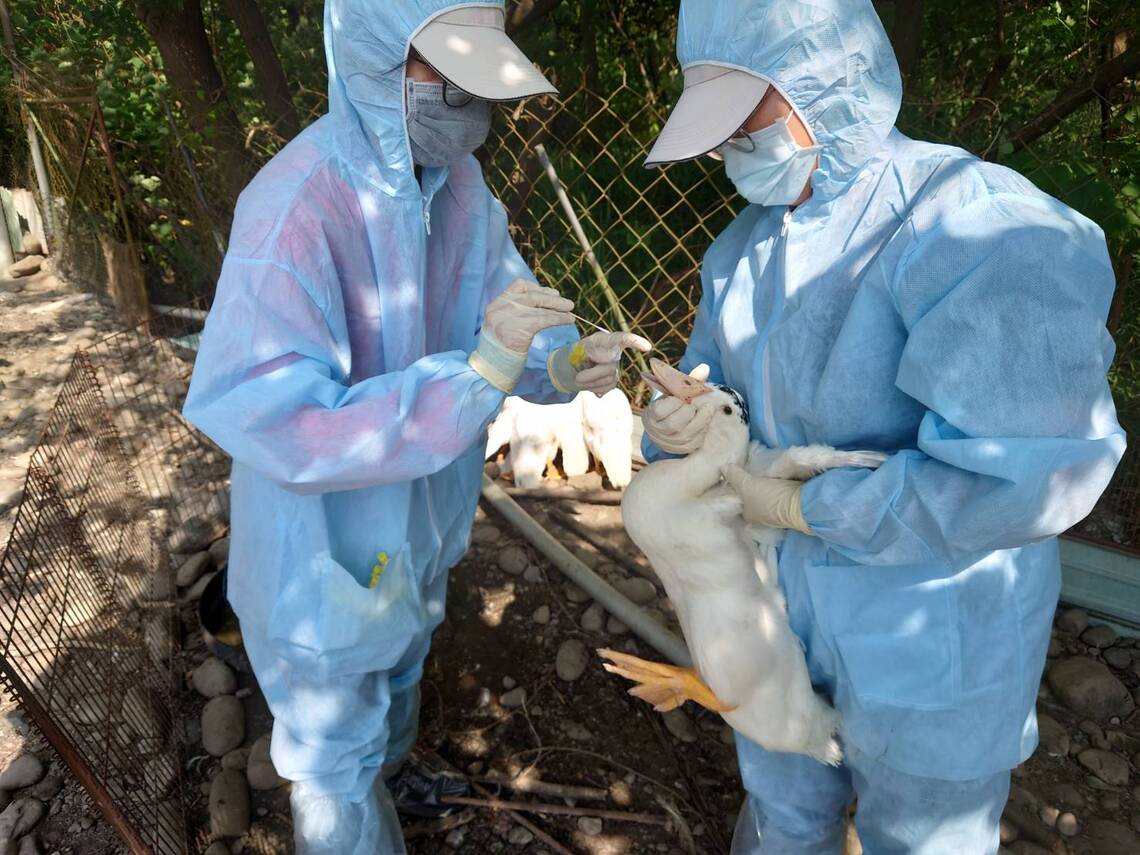 屏東縣因應H5N1禽流感疫情 加強養禽場監控及消毒