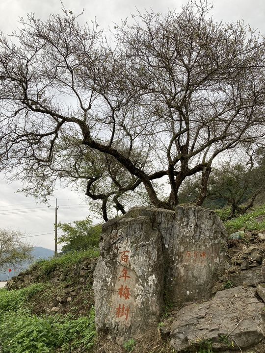 賞梅勝地/全台最南梅林在六龜 元月盛開正當時