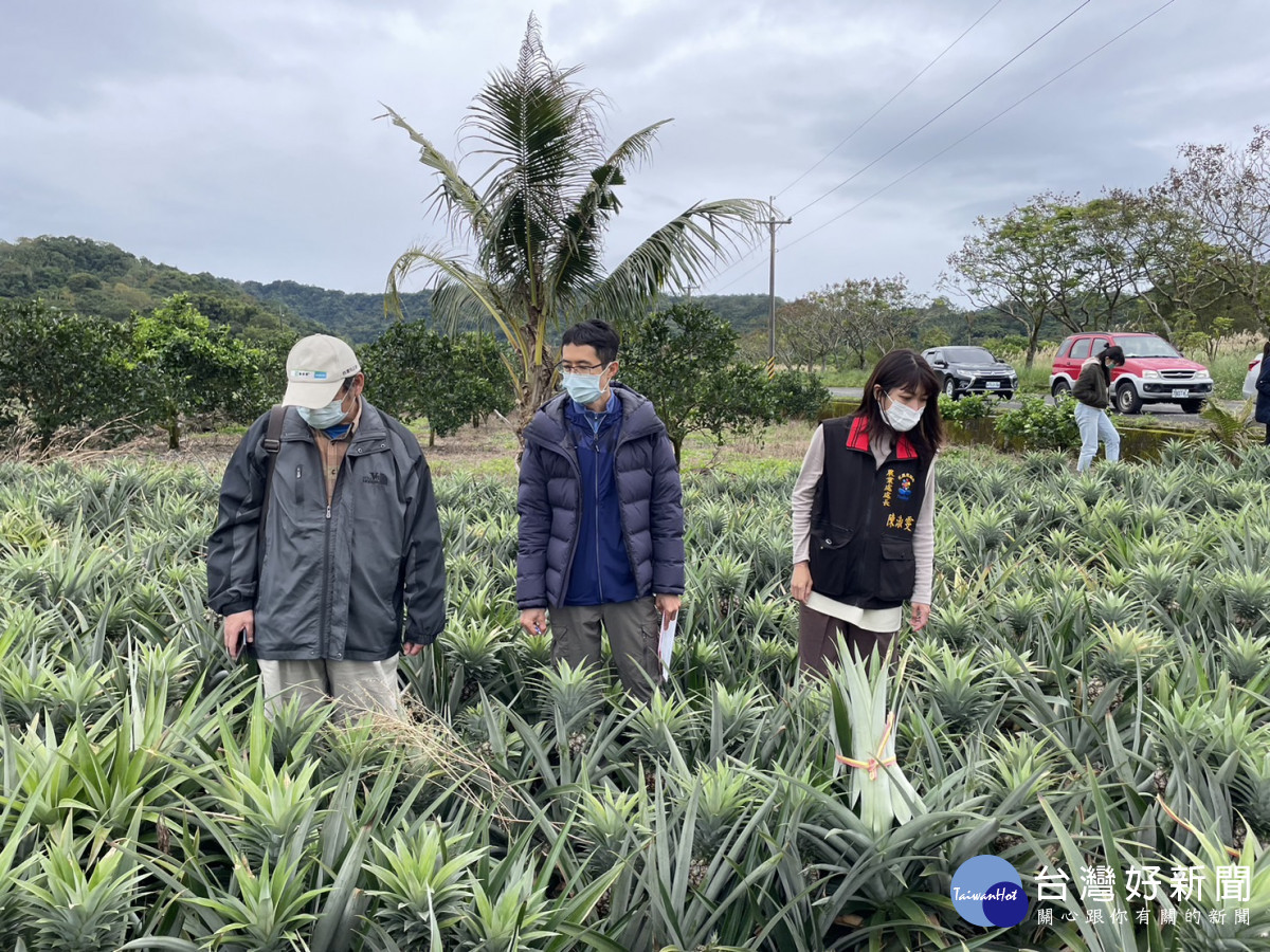 花蓮縣府現勘瑞穗鄉鳳梨花寒害受災情況　爭取現金救助