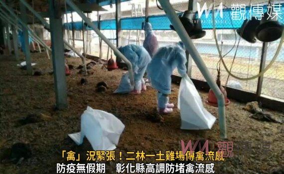 影／「禽」況緊張！二林一土雞場傳禽流感　撲殺場內萬餘隻土雞