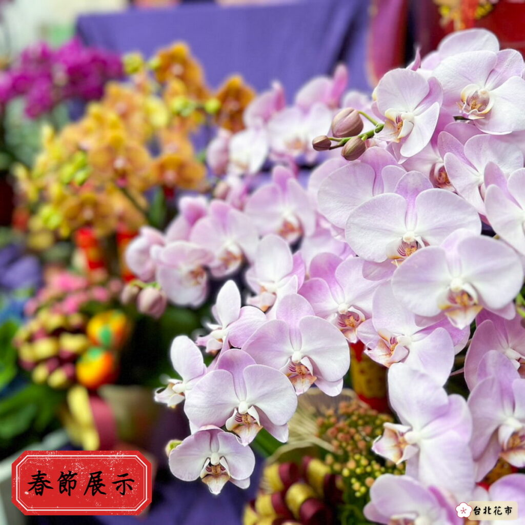 春節展示